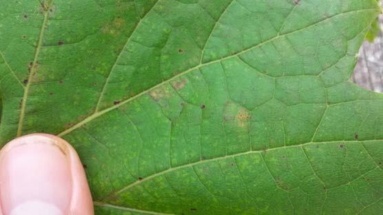28 Figure 3: Oil spots on the upper surface of a Frontenac gris leaf.