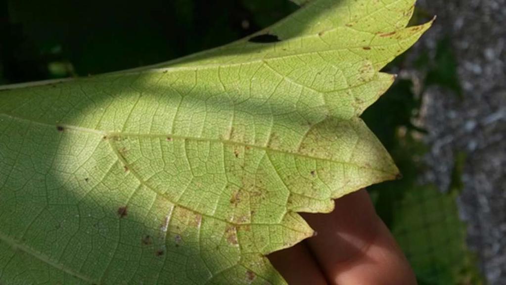 Figure 4: Downy mildew spore production on lower surface of a Frontenac gris leaf.