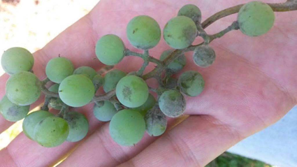 30 Powdery mildew: We found that Frontenac gris can experience severe powdery mildew infections. Both fruit and foliage can be infected by this pathogen.