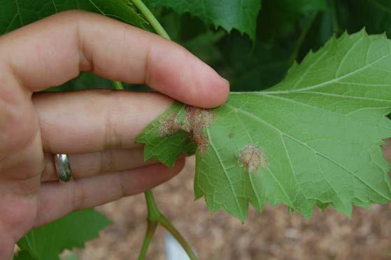 Other highly susceptible cultivars developed uniform symptoms as early as mid-june.