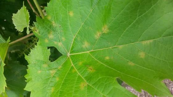 38 JULY: Figure 3: Oil spots on upper surface of a La Crescent leaf.