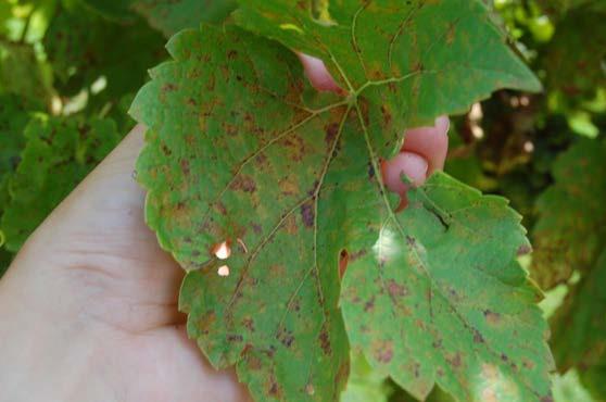Dead spots are very common on young leaves, while