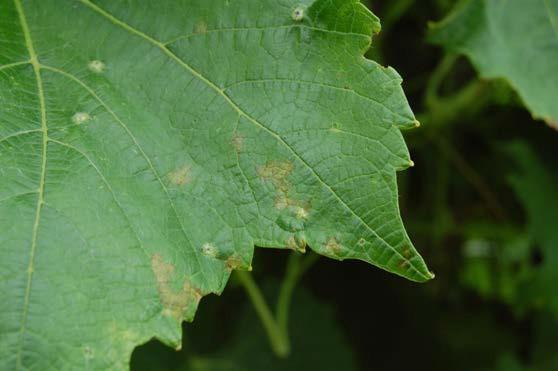 5 JULY: Figure 1: Downy mildew oil spots on the upper surface of a Brianna leaf.