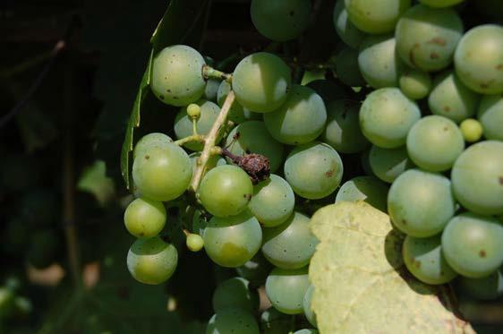 These symptoms set in much later than those seen by black rot, beginning between verasion and full ripening.