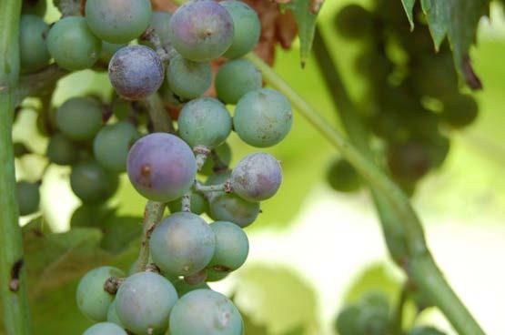 55 Powdery Mildew: Léon Millot leaves and berries can be severely damaged by