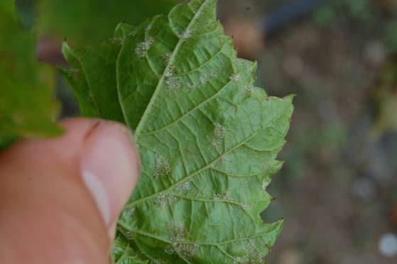 Damage to axillary shoots from downy mildew is particularly common as the season