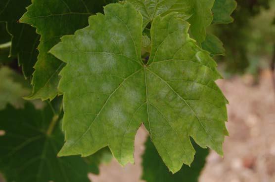 damaged by powdery mildew in May or June in our
