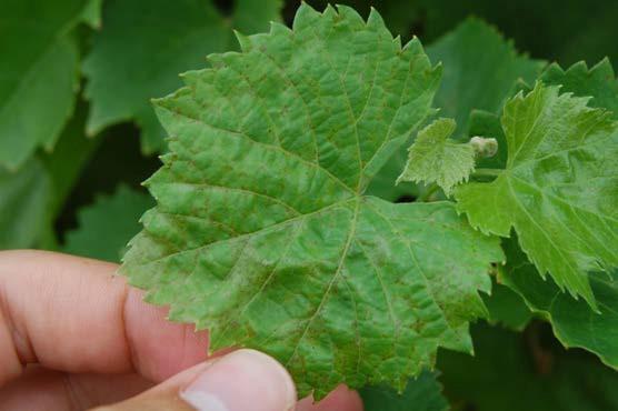 Marquette was not significantly damaged by downy mildew in either 2015 or 2016 at either location, in spite of heavy damage suffered by neighboring cultivars.