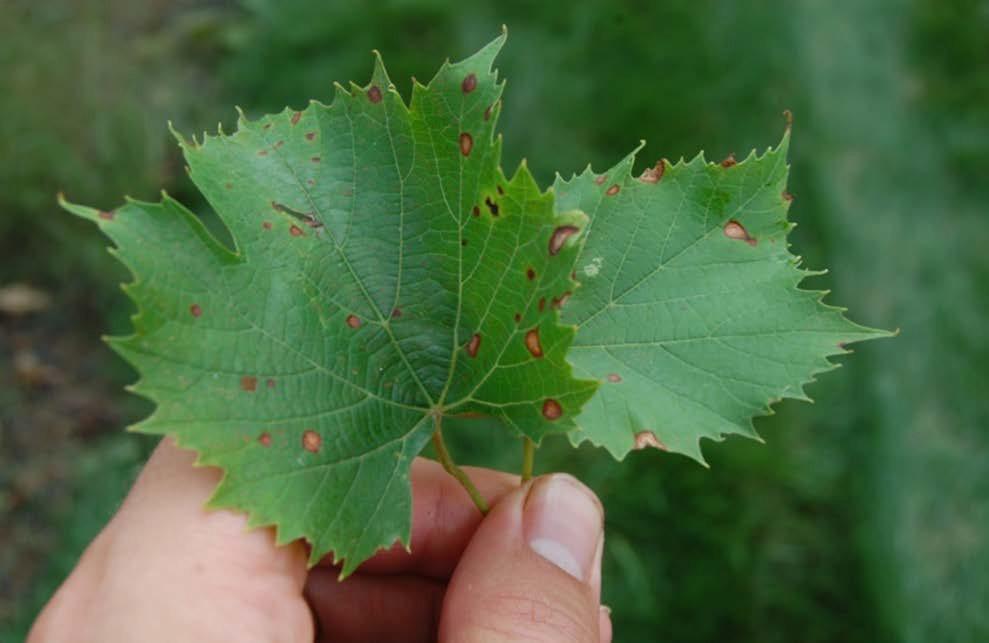 Entire leaves become covered in lesions early in the season.