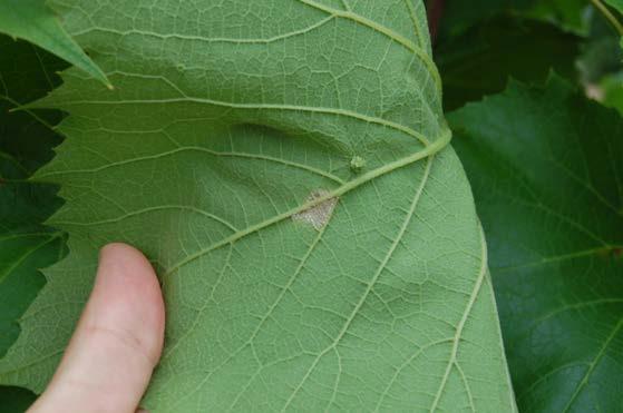 leaf. Figure 3: Downy mildew lesions on the upper  Croix
