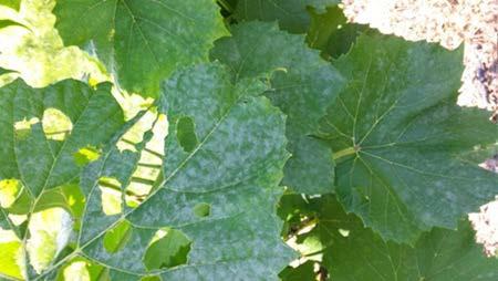 There was no premature defoliation, but damage to rachises and leaves may lead to delayed ripening when disease is severe.