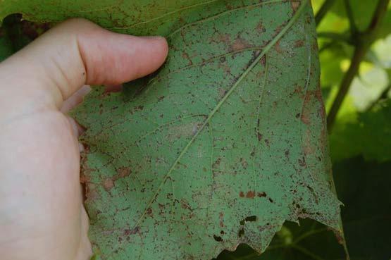 even at this level of disease. Figure 10: Downy mildew Spore production on the lower surface of a St.