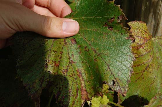 Downy mildew can cause numerous areas of dead tissue on St. Croix late in the season.
