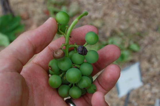 Croix was consistently among the least damaged cultivars by this disease in both 2015 and 2016.