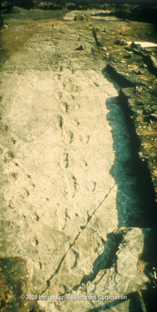 Prehistoric human footprints! They were on the move A LOT!