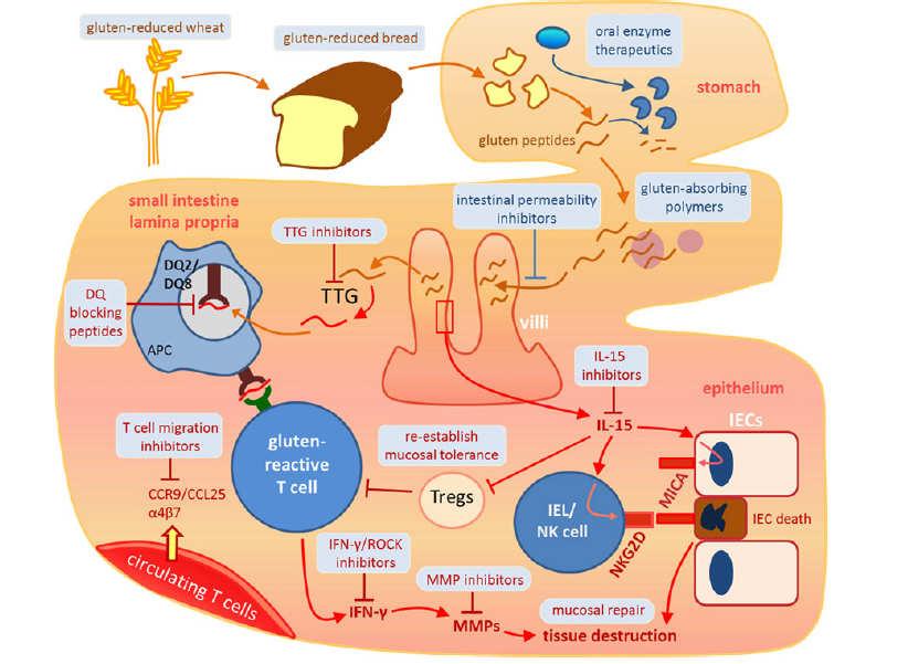 Potential therapeutic targets Clinical and Pathogenic