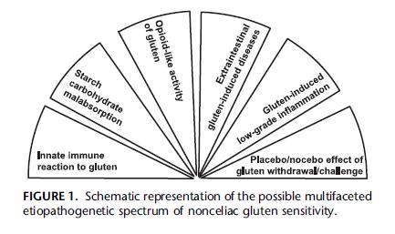 Non-celiac Gluten Sensitivity: Pathogenesis Fasano A,