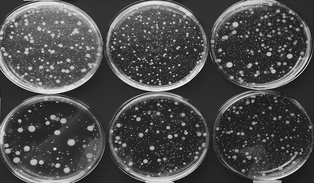 Total Bacteria Count Plates: A-tap water (control)