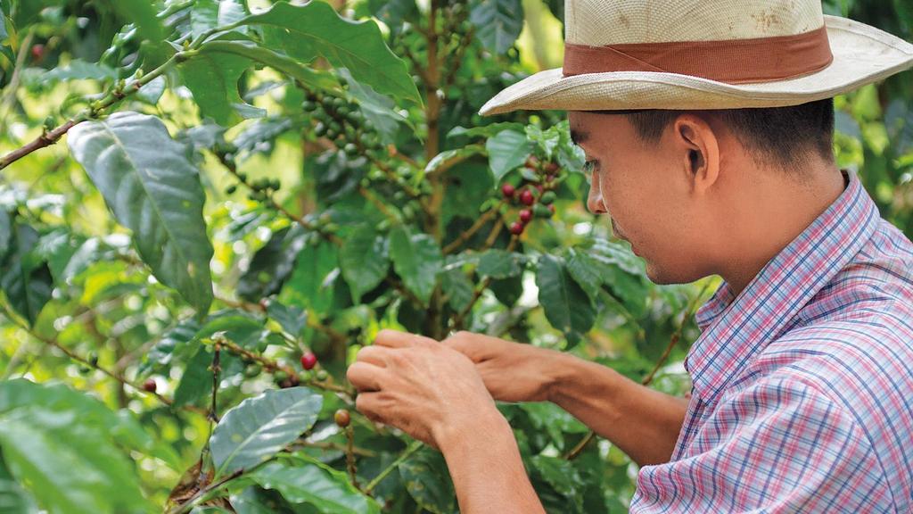 Green Coffee Sustainability Strategy RESPONSIBLE