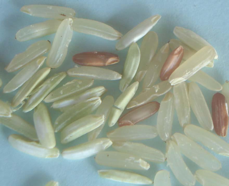 Rice seeds