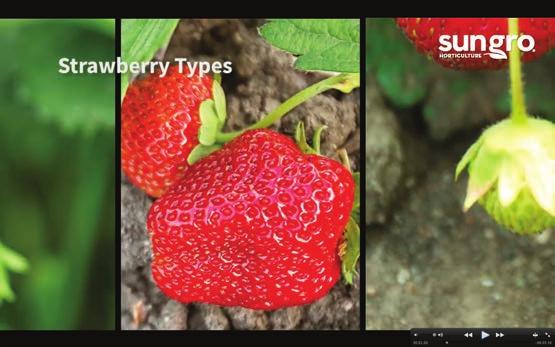 Before planning my strawberry patch, there were lots of things to consider.