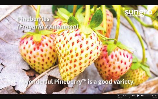 7: Pineberries: Pineberries are an unusual everbearing type with white