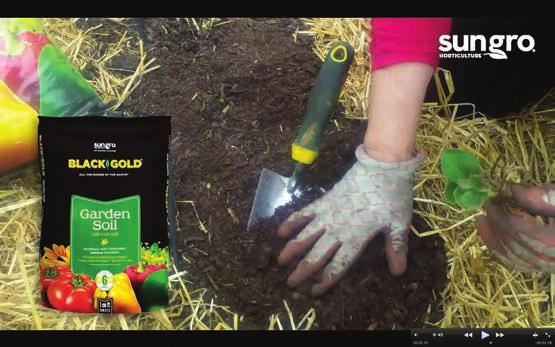 16: The soil has been amended with Black Gold Garden Compost Blend and