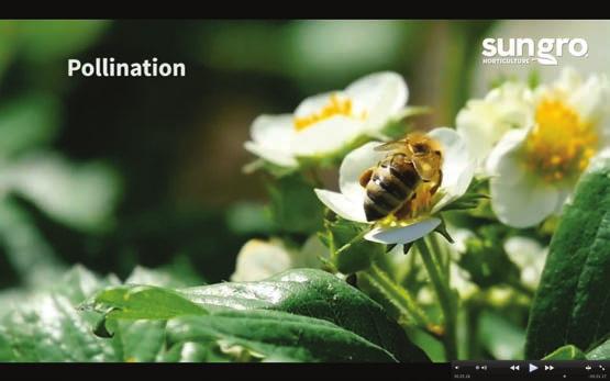 21: Pollination: Bees pollinate