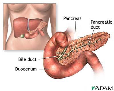 Pancreatic Exocrine Insufficiency One main job of pancreas is to help digest food through direct release of pancreatic enzymes In exocrine pancreatic insufficiency, the pancreas does not secrete