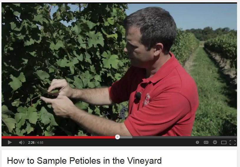 Petiole Sampling P A G E 2 Petiole sampling can be a valuable tool for grape growers when it comes to nutrient management in the vineyard.