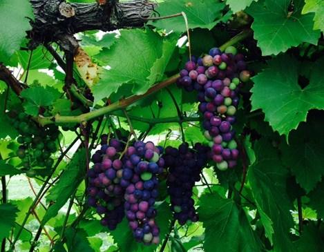 Wine Grape Harvest Workshop P A G E 9 Harvest season for grapes is fast approaching in northeastern NY!