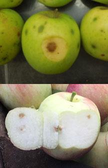Look-a-like late season apple damage by bitter pit, brown marmorated stink bugs or apple maggot It can be tricky to tell the difference between insect damage and bitter pit in apples close to harvest.