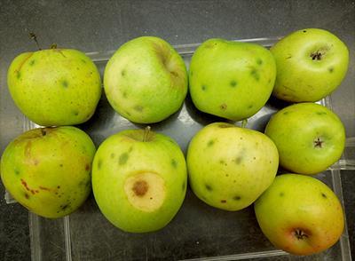 Bitter pit Bitter pit is a disorder associated with nutrient imbalance in developing apples. Some cultivars Honeycrisp in particular are more prone to bitter pit than others.