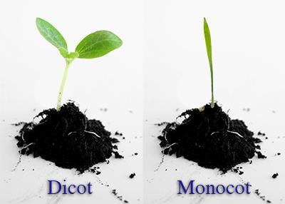 2. Break the words into smaller pieces to define. Mono=one, di=two, and cot is short for cotyledon. Therefore, a monocot seed has one cotyledon and a dicot seed has two cotyledons.