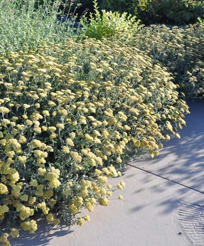 This Yarrow propagates easily from