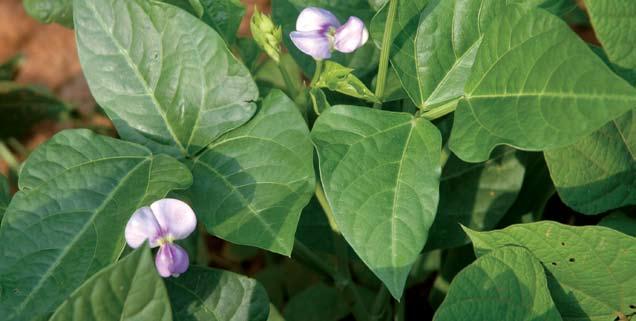 vs. cowpea Which one is the best choice I m tired of planting food plots every year. I m going to plant perennials this year so I won t have to worry with my food plots anymore. Sound familiar?