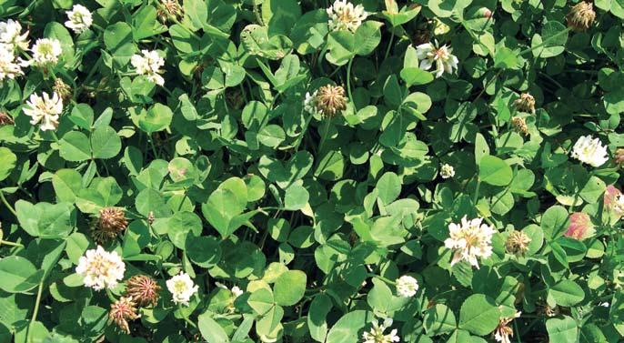 Pounds Per Acre (dry weight) Ladino clover for your deer nutrition program?