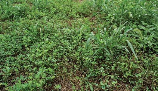 Species and varieties of forages vary with regard to time of production and drought/cold tolerance.
