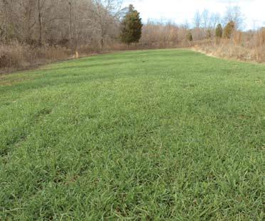 Cool-season annual forages, such as wheat and crimson clover (left), produce far more forage than perennial clovers and chicory (right) during winter.