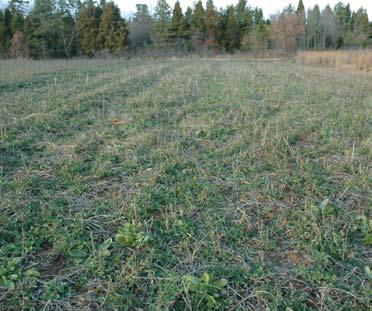 To maintain weed-free perennial plots and maximize forage production, you will have to spray weeds, at an absolute minimum, twice per year once for coolseason weeds and once for warm-season weeds.