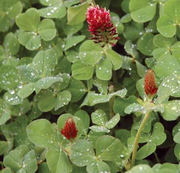 a perennial clover plot so that it produces as much in the fourth year as the second year. In the fourth year, many landowners see increased weed problems and reduced clover production.