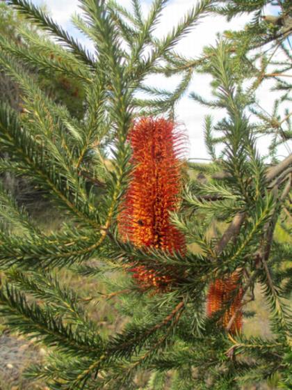 Scientific name: Banksia ericifolia Common name: heath-leaved Banksia, needle-leaf Banksia Banksia ericifolia is a proposed 1a NEMBA and is native in Australia, Invasive in United Kingdom and