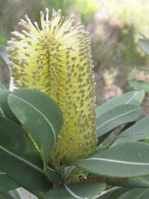 Scientific name: Banksia intergrifolia Common name: Coast banksia B.