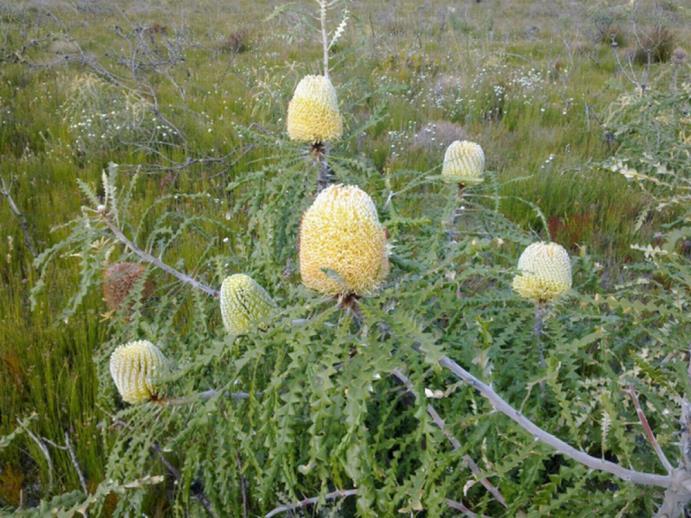 Scientific name: Banksia speciosa Common name: Showy banksia Banksia speciosa is a dense, rounded medium-sized tree or large shrub which grows to 8m tall in height and whose flowers are often