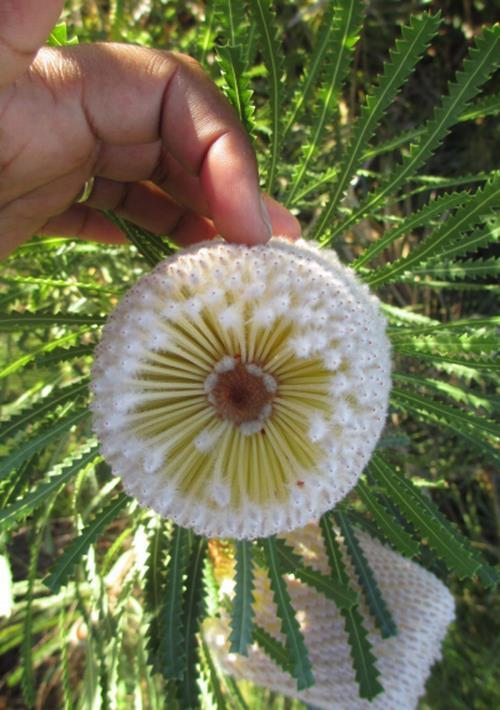 Scientific name: Banksia hookeriana Common name: Hooker's Banksia, Acorn Banksia Banksia hookeriana is an outstanding ornamental rounded shrub 6-8m tall with acorn-shaped orange flower heads.