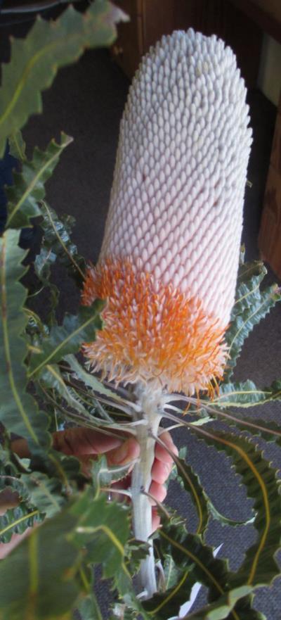 Scientific name: Banksia prionotes Common name: Acorn banksia Banksia prionotes is often a tall shrub or small tree to about 10 metres.