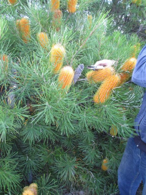 Scientific name: Banksia spinulosa Common name: Hair Banksia Banksia spinulosa varies greatly in height (1-3 m) and flower colour, with variations of brown, red, orange and gold.