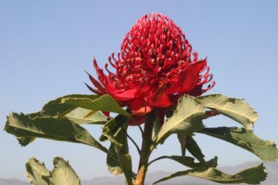 The individual flowers open from the top of the spike and provide a long flowering period from autumn through the winter to spring when the three stages of cone development can be observed - bud,