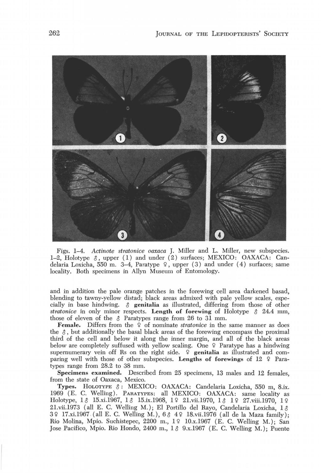 262 JOURNAL OF THE LEPIDOPTERISTS' SOCIETY Figs. 1-4. Actinote stratonice oaxaca J. Miller and L. Miller, new subspecies.