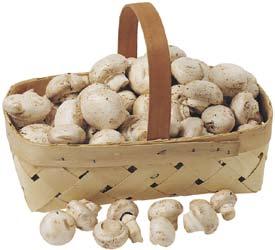 /~5 Michigan Russet Potatoes 8 bag ~ Source of